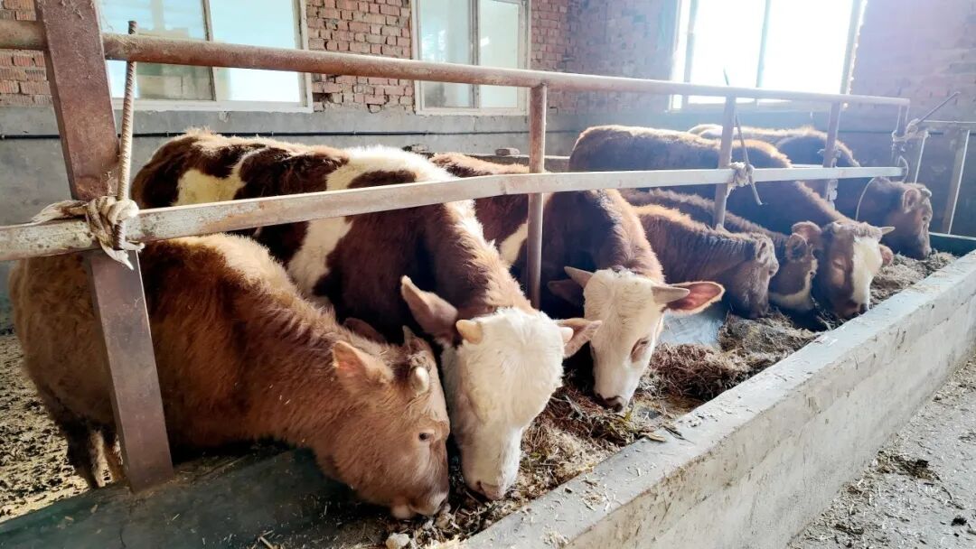 汉阴县铁佛寺镇集中村肉牛产业热销 集体经济再添新彩