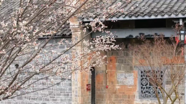 漩涡镇吴家花屋杏树“抢”开一树春