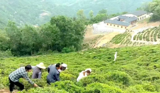 看汉阴这些村如何蹚出振兴路——平梁镇太行村