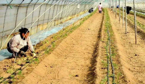 汉阴县涧池镇：圣女果苗移栽忙 不负农时好春光