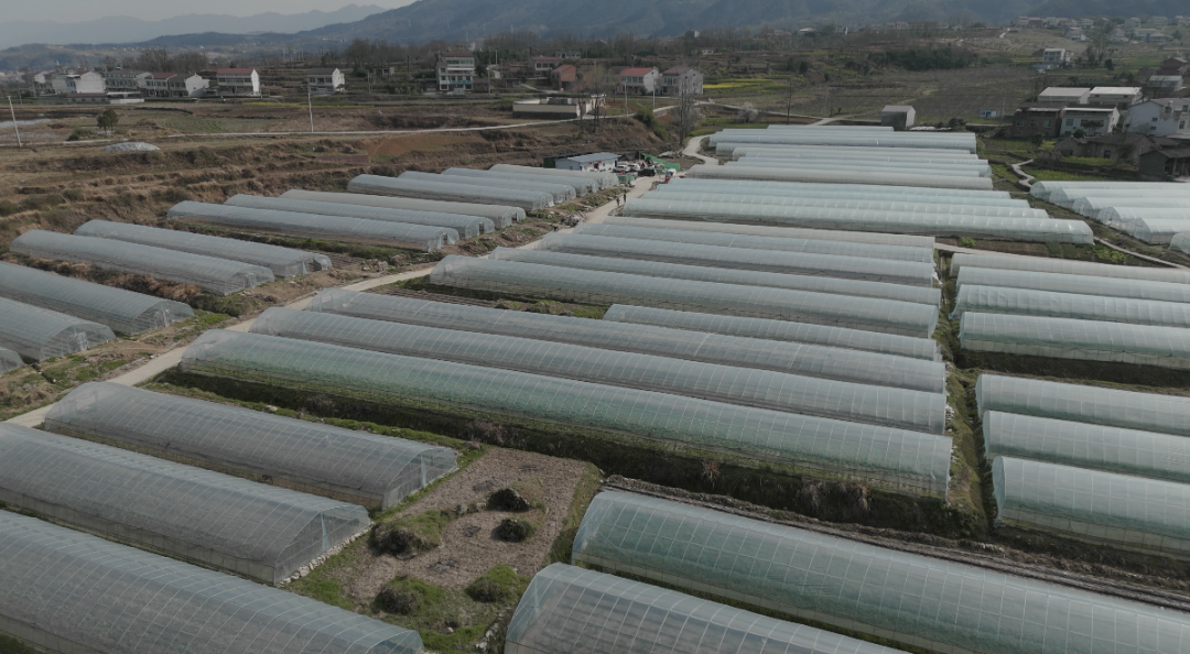 【新春走基层】汉阴抢抓农时绘就产业增收新图景