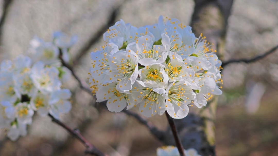【好客汉阴】城关镇长窖村350亩李花怒放 满山“春雪”入画来
