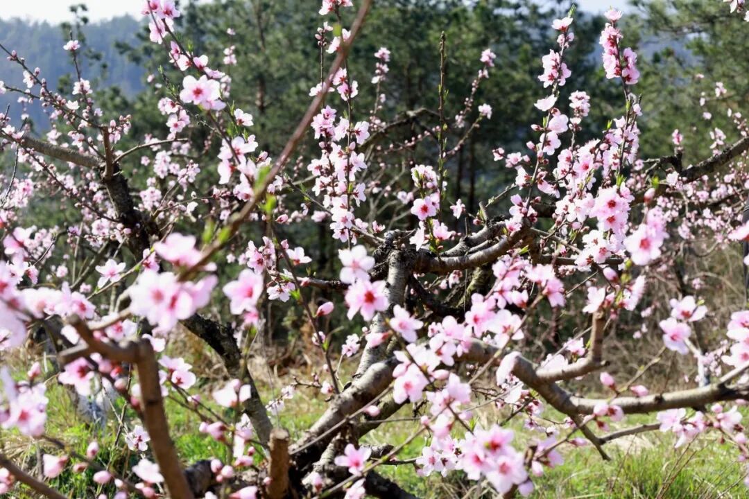 盘龙村千亩桃花次第开 春日盛景入画来