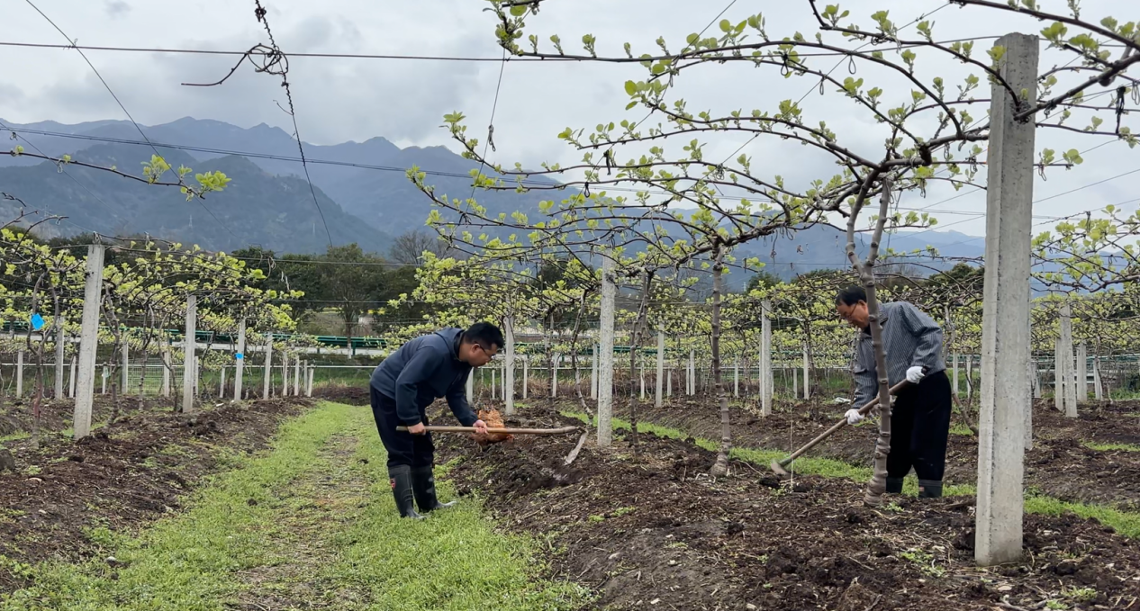 汉阴县猕猴桃产业研究院开展“中医农业”田间试验，探索品质农业创新路径