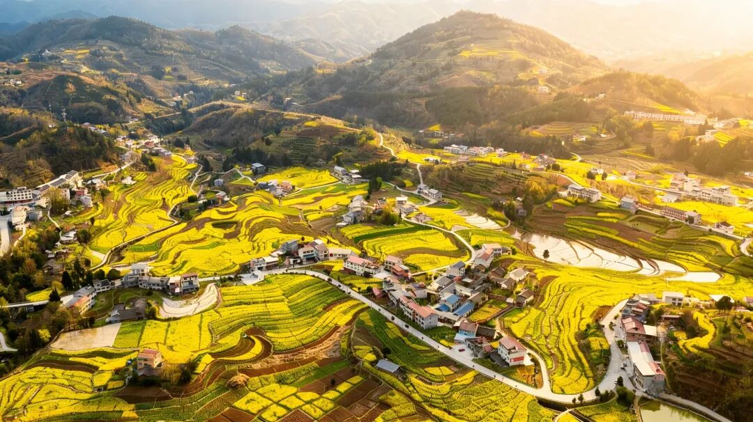 汉阴油菜花：春天的金色信笺