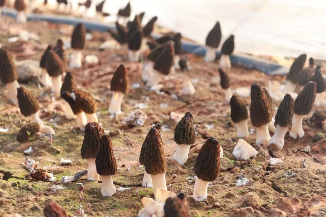 汉阴县涧池镇：大棚羊肚菌迎丰收 村民就业增收有盼头