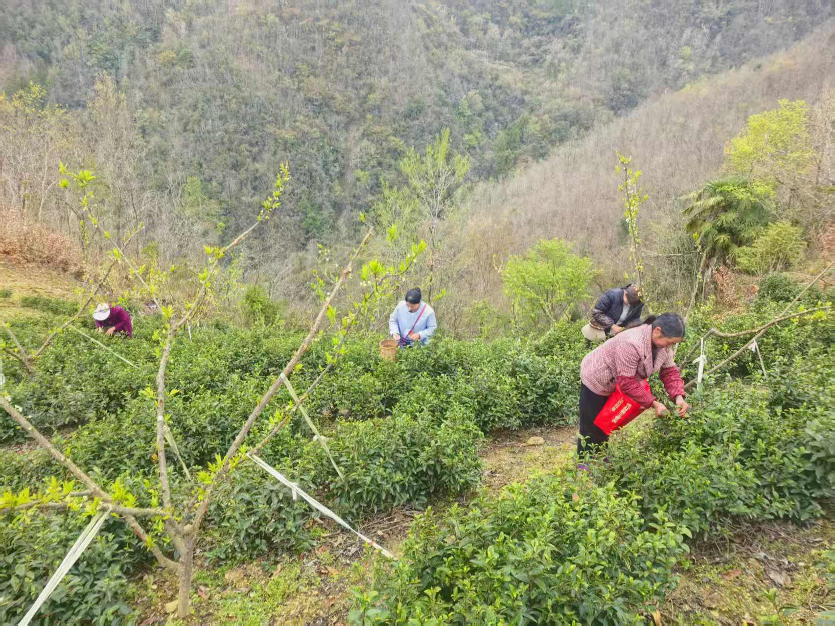 阳春三月采茶忙 茶香四溢促振兴 ——汉阳镇双坪村500亩茶园迎来春茶采摘季