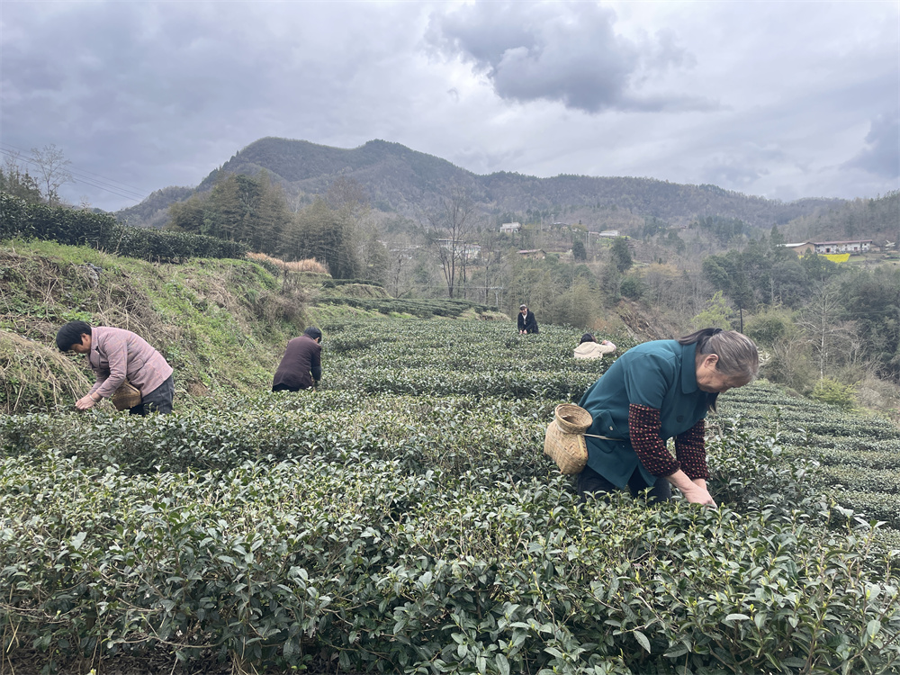 春满磨坝，指尖采撷云雾香 ——走进大山深处的茶园时光