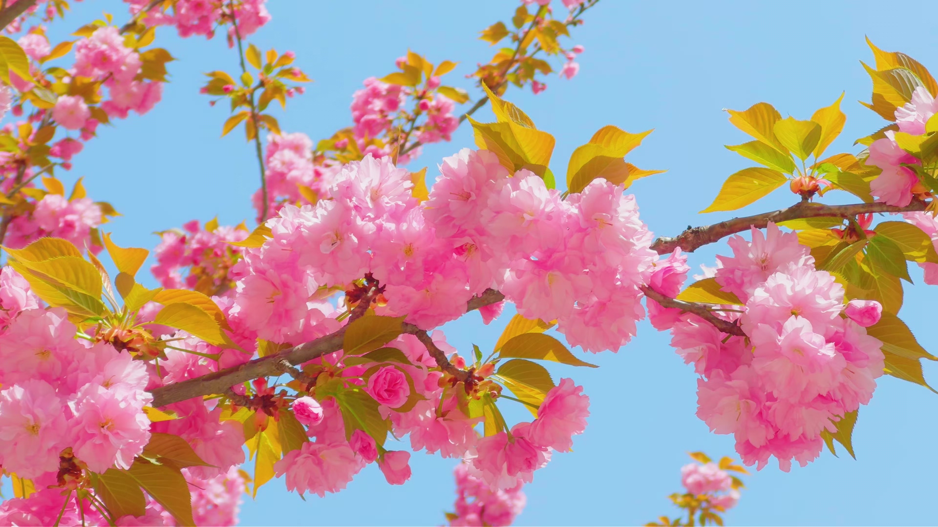 晚樱盛放满城春 粉韵漫城入画来