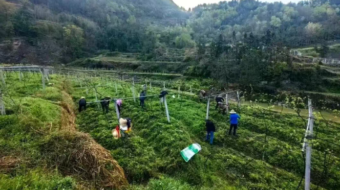 汉阴县观音河镇创新推出“反租倒包”模式 全链保障带动全员增收