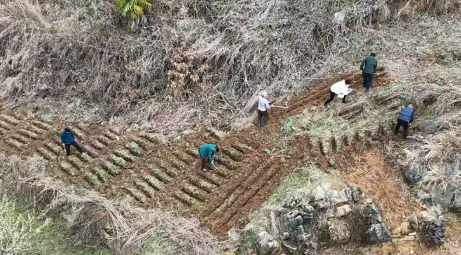 汉阴县铁佛寺镇：春日天麻种植忙 山林播下“致富种”