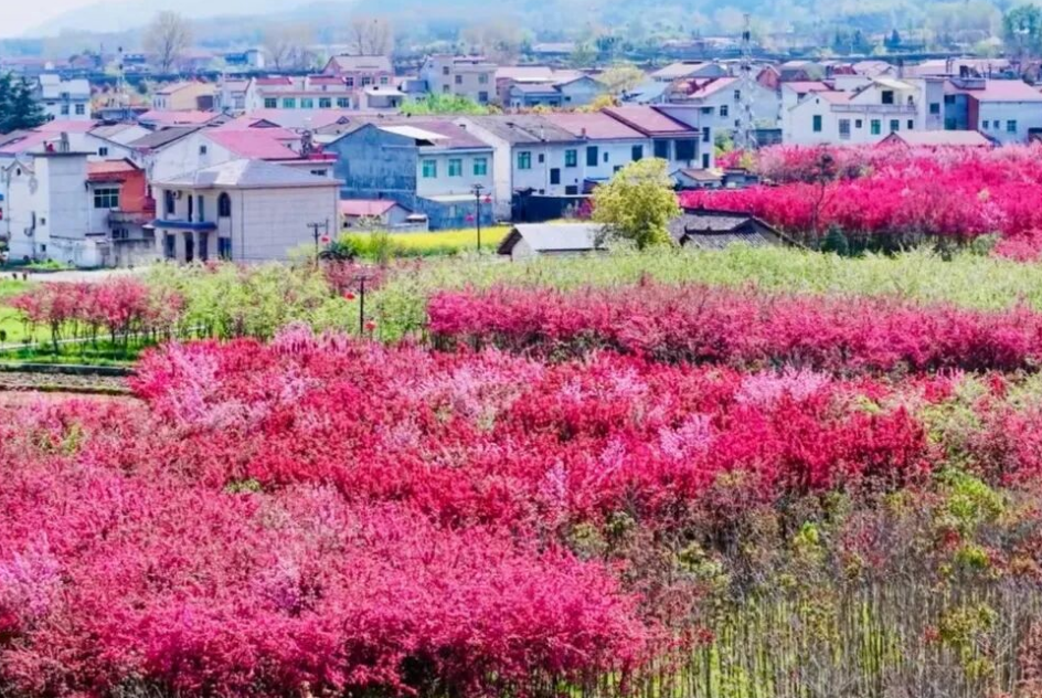 平梁镇海棠花开 春日迎客来