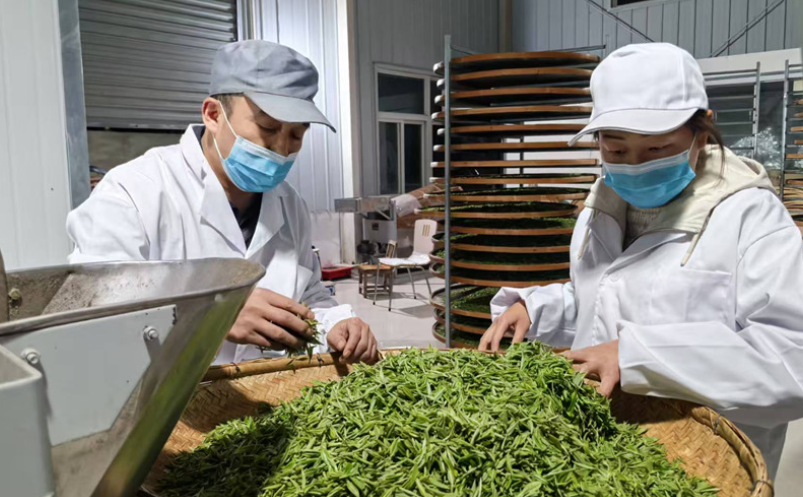 一叶飘香促振兴