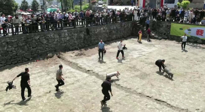 套鹅抓猪乐翻天  漩涡花海醉游人