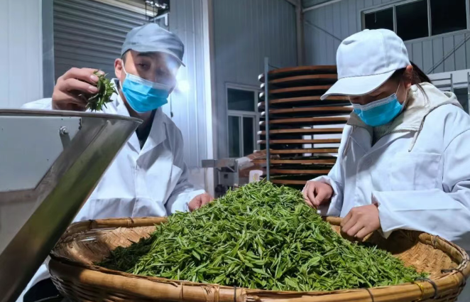 汉阴春茶进入“黄金生产季” 茶企开足马力抢“鲜”加工