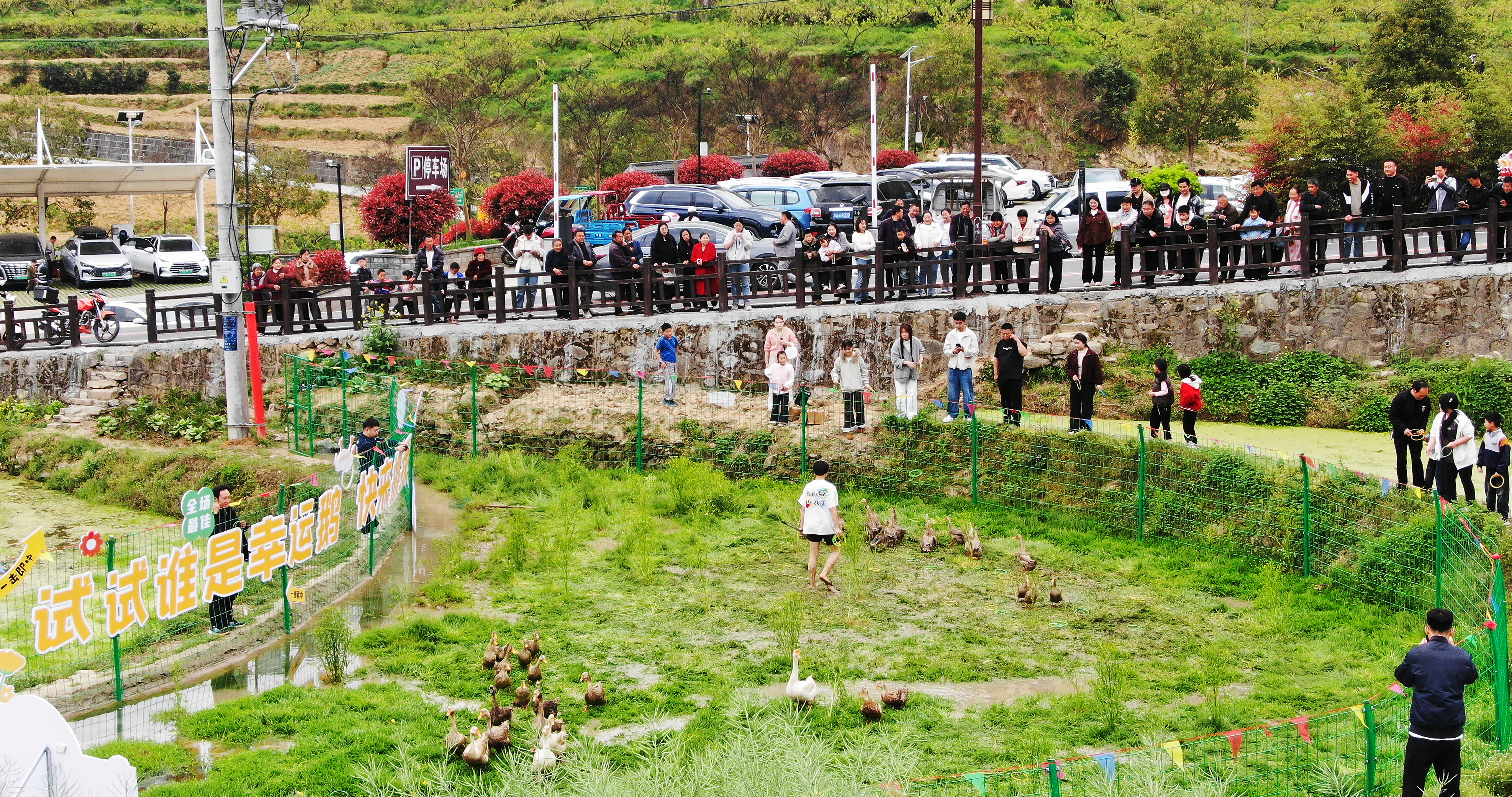套鹅抓猪乐翻天  漩涡花海醉游人