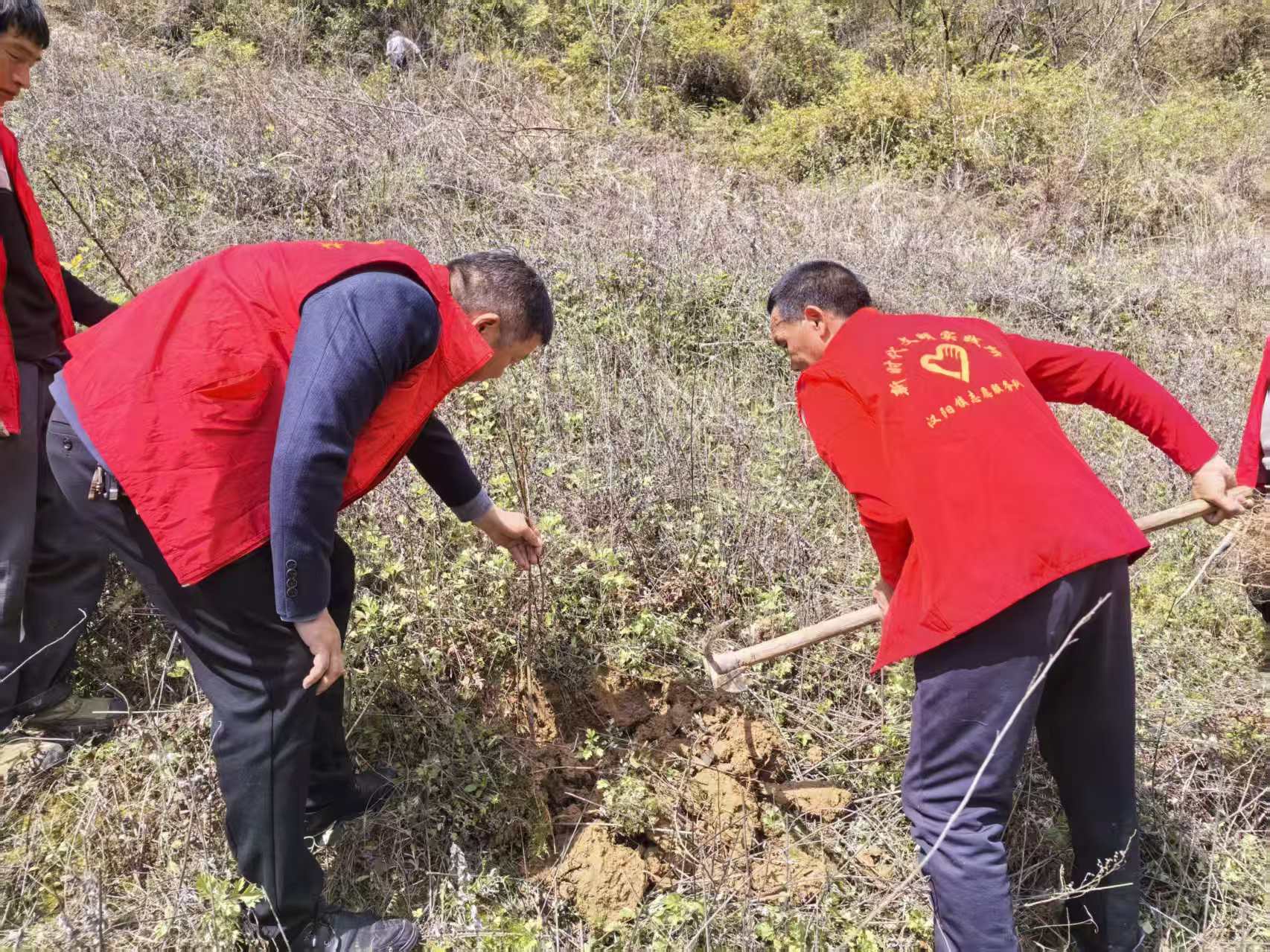 汉阳镇金红村：同栽经济林 共添新绿意