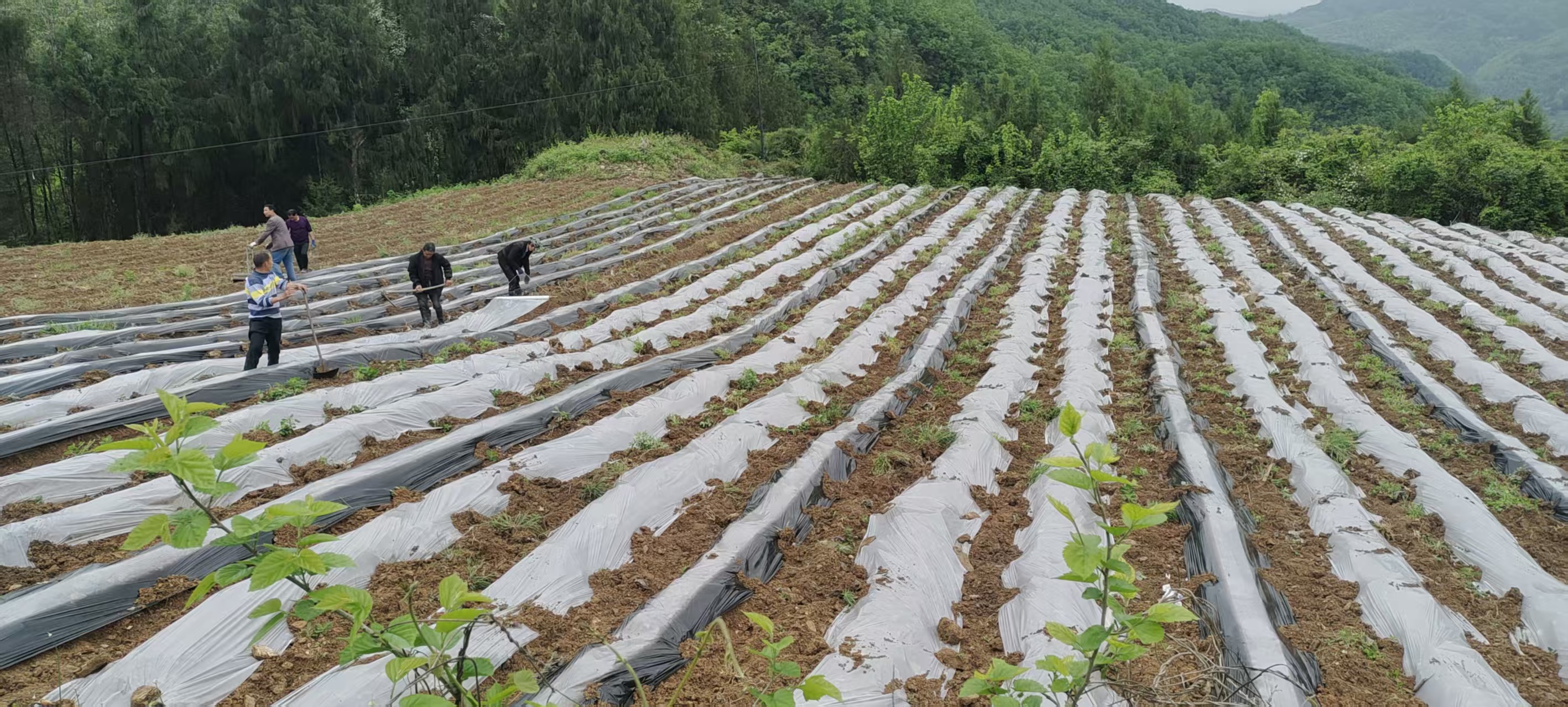 春茶采摘忙 产业兴村促振兴 ——汉阳镇天池村茶叶产业赋能乡村发展