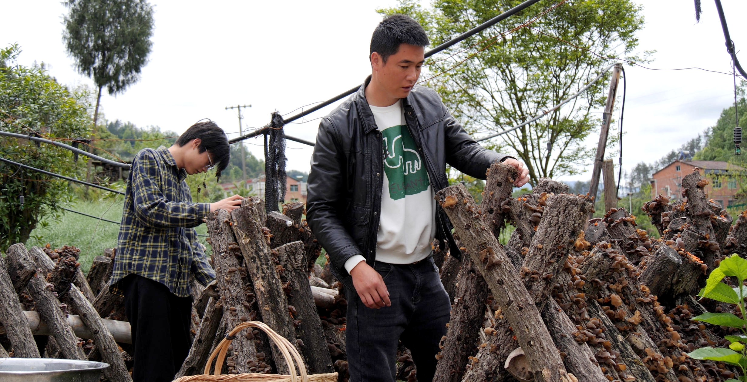 汉阴县平梁镇酒店村：椴木黑木耳采摘忙 生态产业促增收