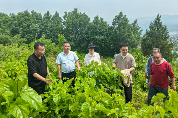 汉阴县双乳镇：政策“组合拳”助蚕桑产业“加速跑”