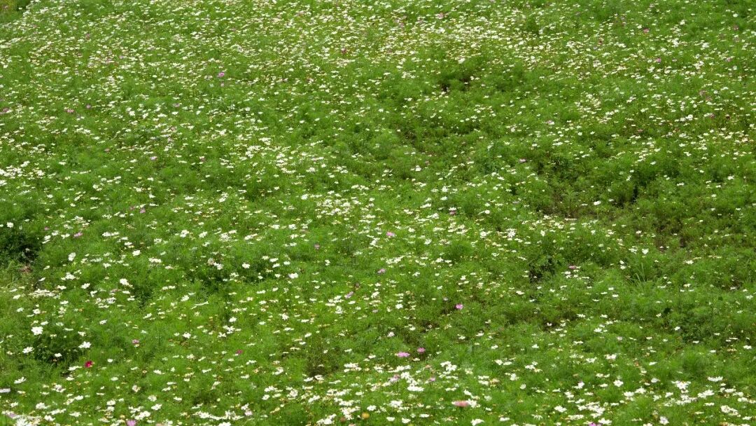 迎宾公园繁花似锦 夏日画卷醉游人