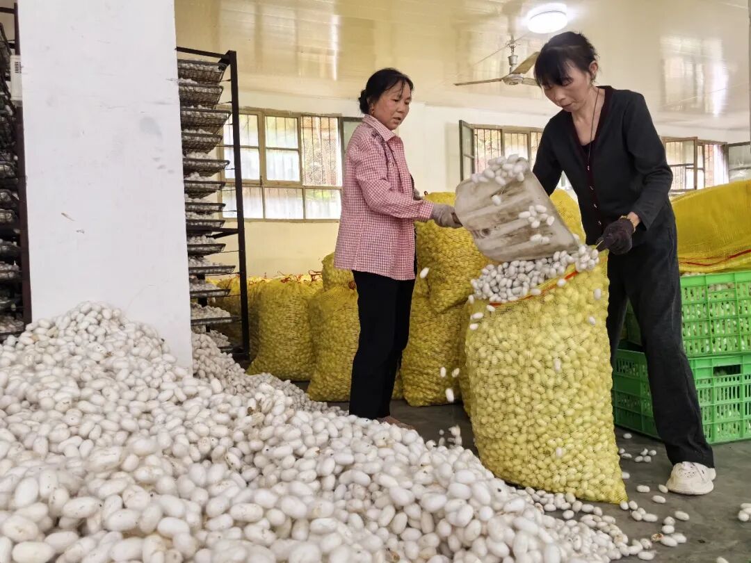 白茧子变“红票子” 汉阴春茧迎丰收