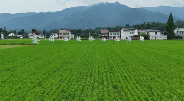 机械插秧助农增收 铺就汉阴水稻高产路