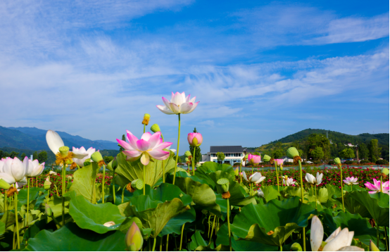 汉阴双乳镇：秦巴腹地绘就“好江南”新画卷