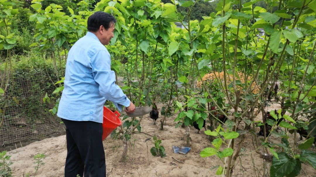 铁佛寺镇双喜村：桑园养土鸡种养双增收