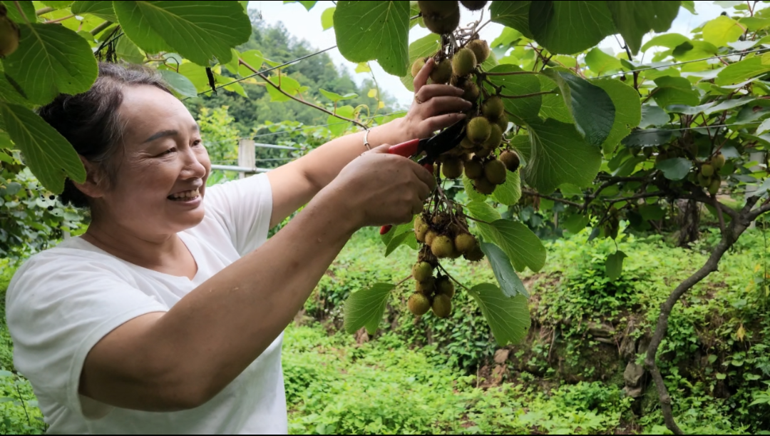 铁佛寺镇铜钱村520亩猕猴桃管护忙
