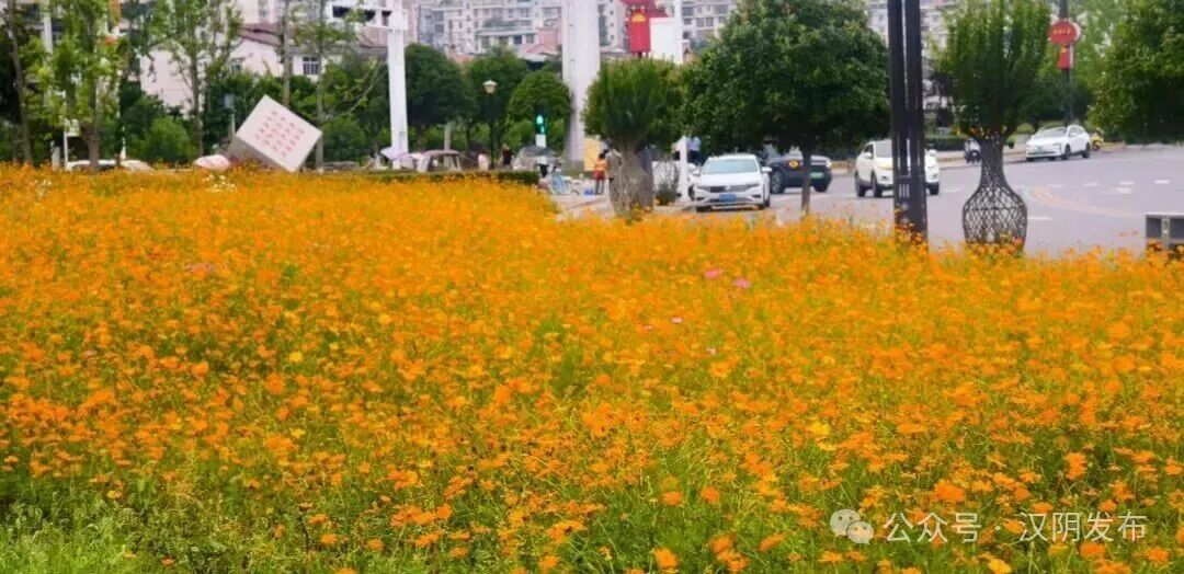 城市“边角料”开出“幸福花”