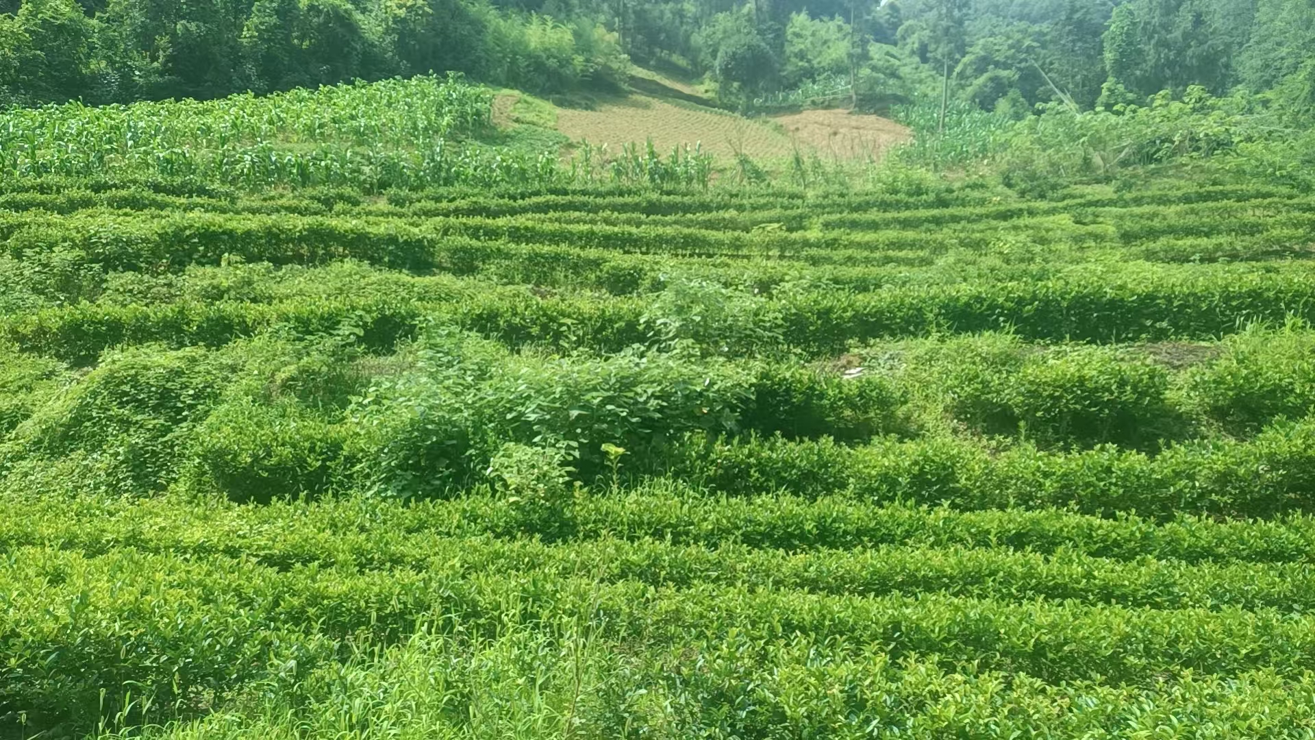 汉阳镇白庙村：小小茶叶富农家  绿色产业助振兴