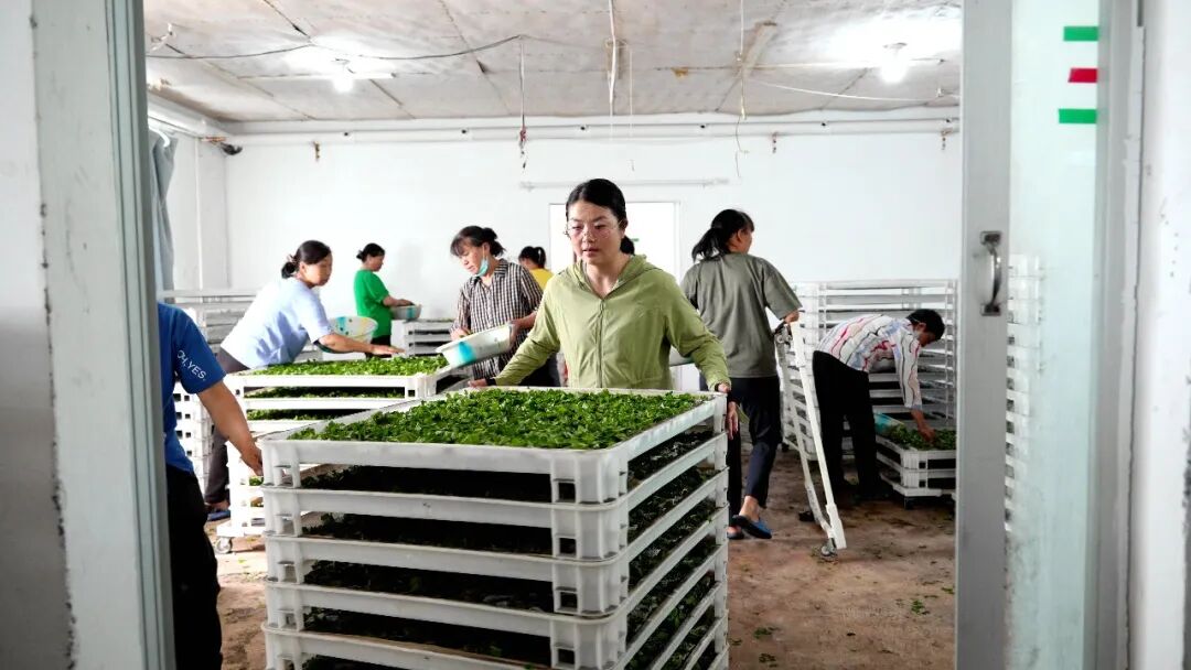 汉阴县兴隆佳苑社区蚕桑合作社集中发放夏蚕蚕种