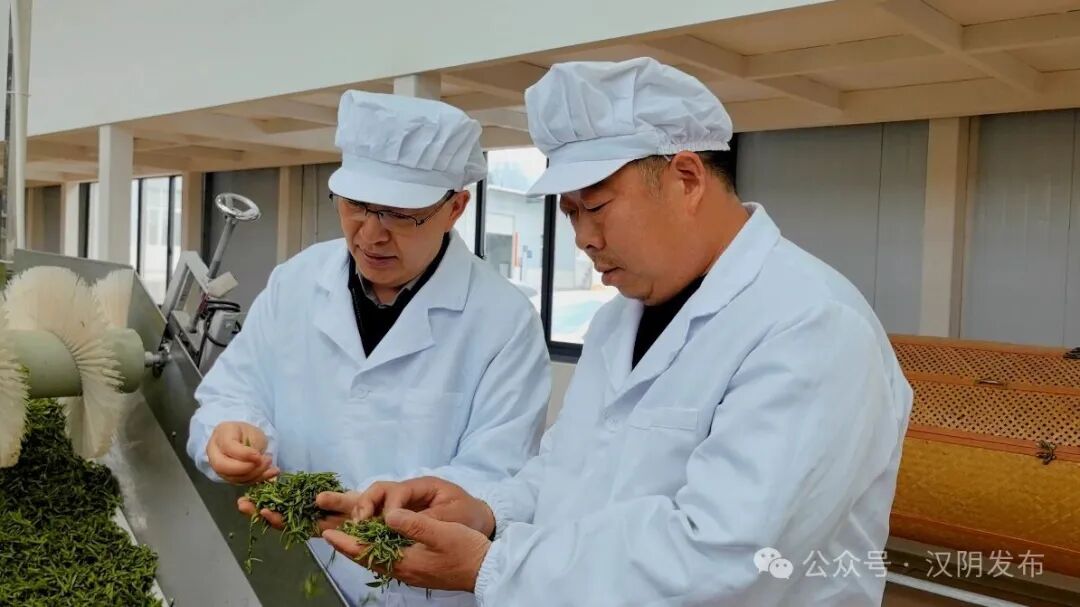 统一“标尺”出炉！汉阴为“安康果蜜红”品质护航 产业发展迈入规范化轨道
