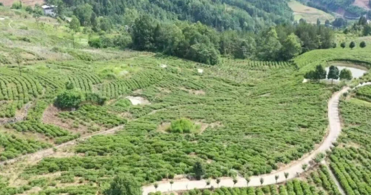 汉阴：产业赋能兴库区 分红惠农富移民