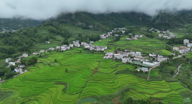 汉阴凤堰梯田：千年农耕画卷中的文化根脉与当季胜景