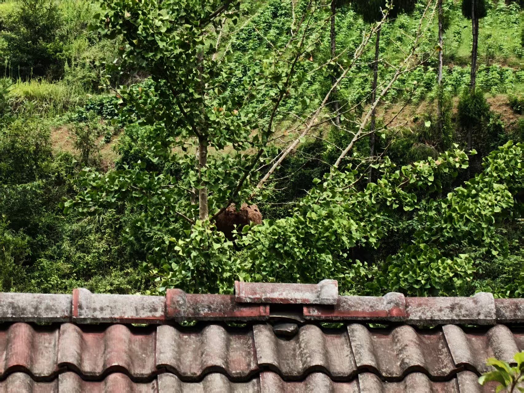 汉阳镇交通村：除蜂患保平安 扎实筑牢乡村安全防线