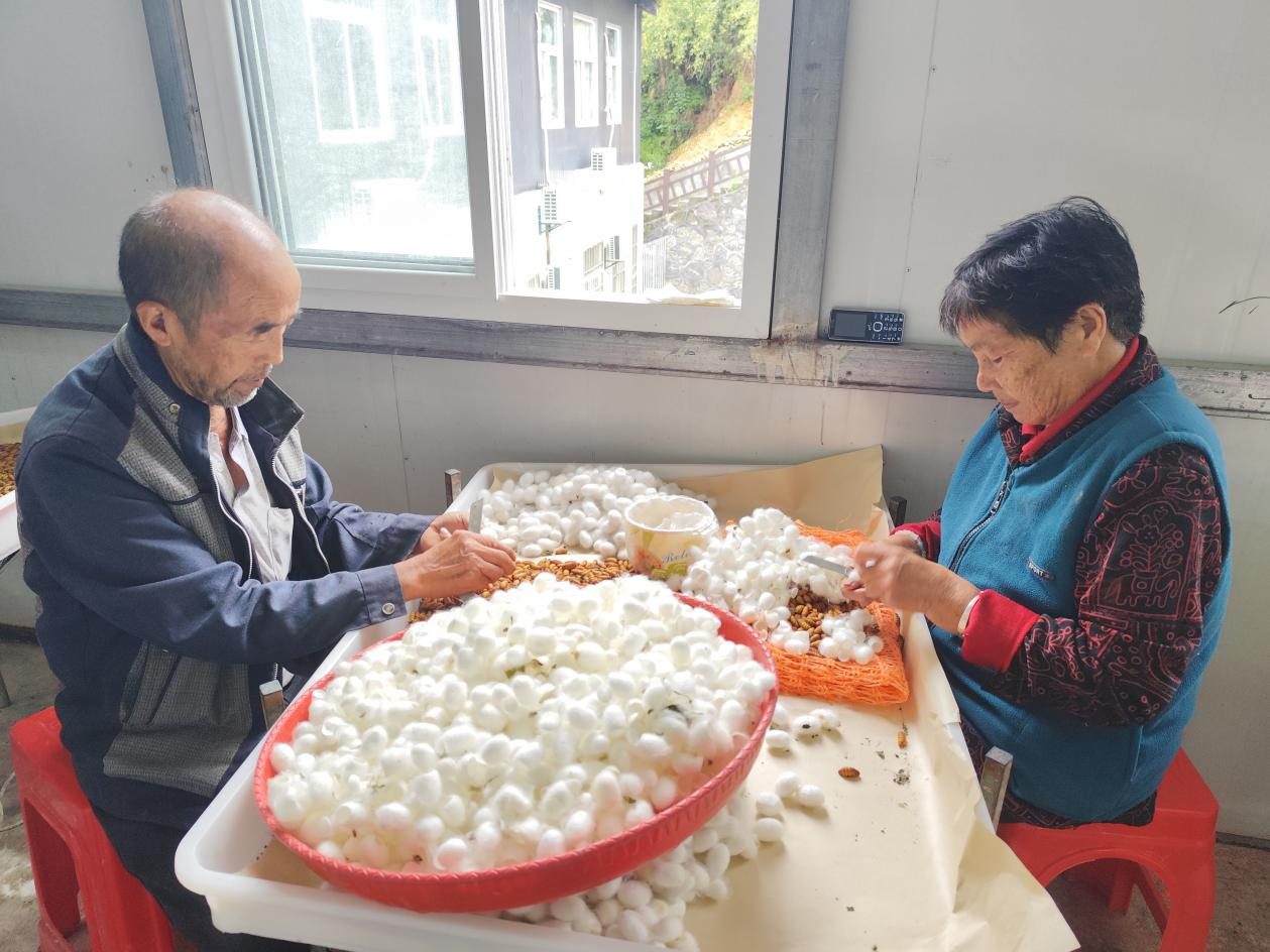 夫妻搭档削茧忙！兴隆佳苑蚕桑制种场里的“致富CP”