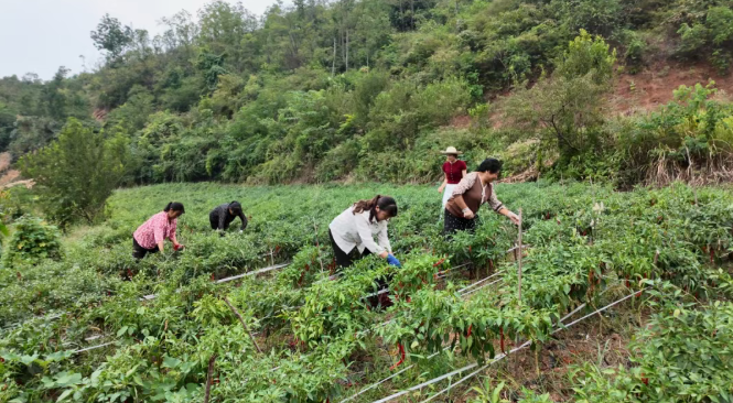 小辣椒铺就增收路！城关镇前进村辣椒产业园喜获丰收