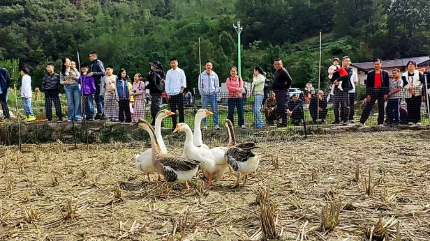 梯田抓鸡套鹅 国庆乐在凤堰
