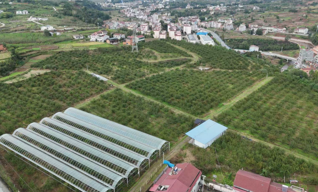 汉阴：李子园秋季管护忙 精心养护蓄力来年丰收